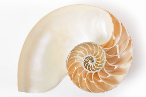 Nautilus shell section with soft shadow Nautilus shell section, perfect Fibonacci pattern on white with soft shadow, clipping path included nautilus stock pictures, royalty-free photos & images