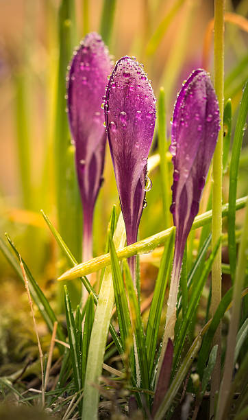 croco com pingos de chuva. - single flower flower crocus bud imagens e fotografias de stock