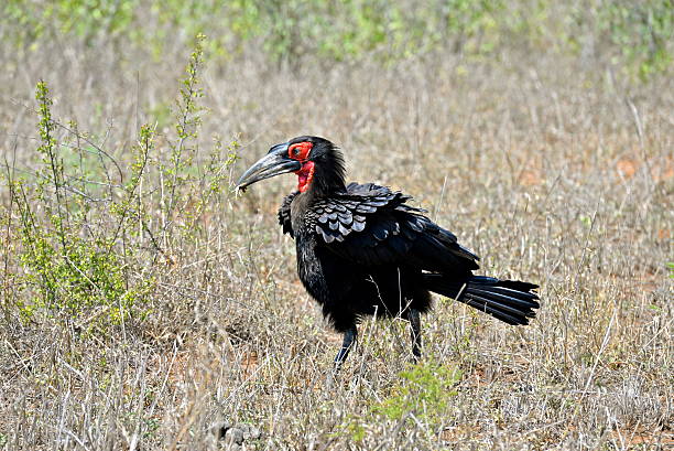 istock Southern Ground Hornbill, bird 519184284