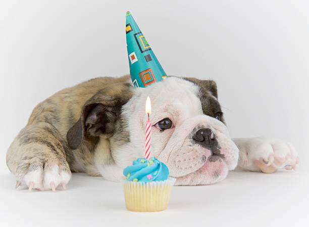 istock Birthday Party Bulldog 519184414