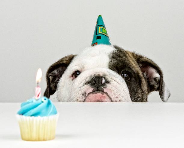 Birthday Party Bulldog