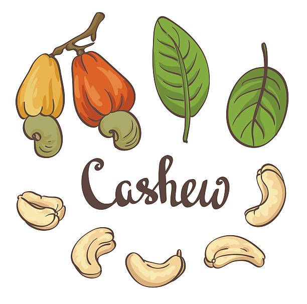 ilustrações, clipart, desenhos animados e ícones de castanha-de-caju, verde e folhas. ilustração vetorial - castanha de caju