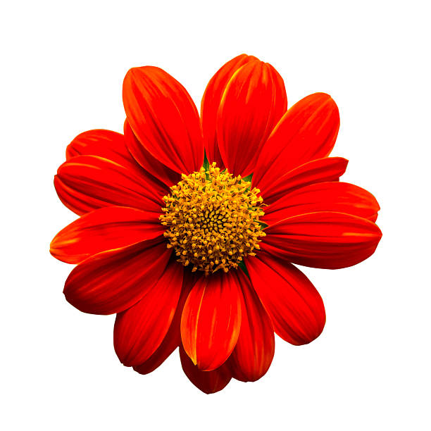 istock Red mexican sunflower isolated on white background 519186692