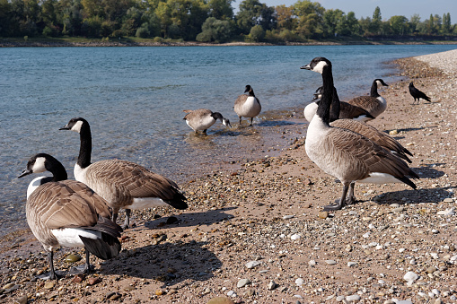 Wild geese at the shore of the Rhine at Mannheim in Germany.