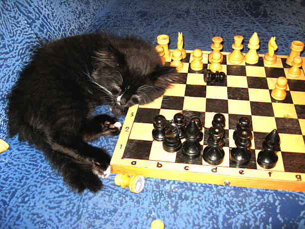 istock The cat sleeps on a chess 519187204