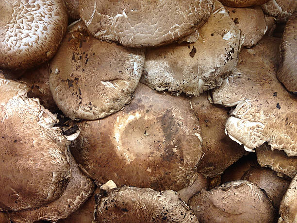 istock Portobello mushrooms fresh picked 519187378
