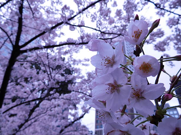 istock Cherry blossoms in rainy day 519187704