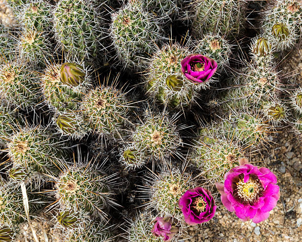 kaktus kwiaty - single flower flower cactus hedgehog cactus zdjęcia i obrazy z banku zdjęć