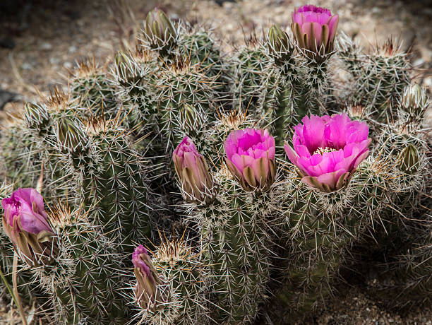 кактус цветы - single flower flower cactus hedgehog cactus стоковые фото и изображения