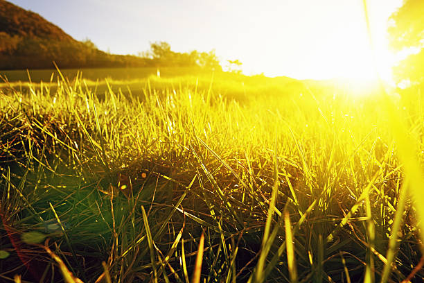 The rising - or setting - sun bathes a remote green meadow in golden light creating an idyllic, unspoilt scene.