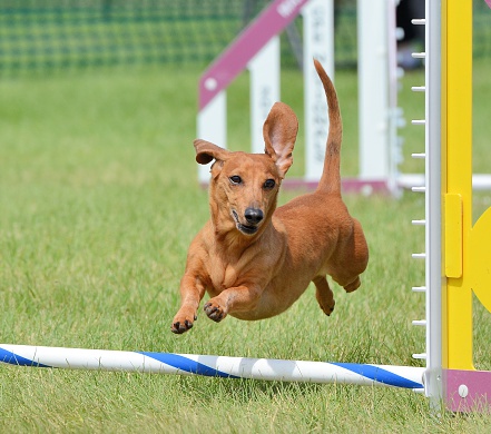 Dachshund Leaping Over a Jump at a Dog Agility Trial