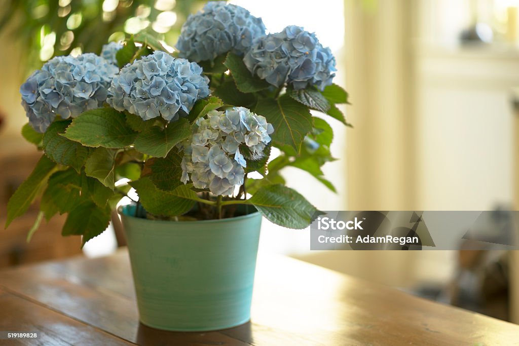 Blue Hydrangea Blue Hydrangea in blue pot in kitchen setting Hydrangea Stock Photo
