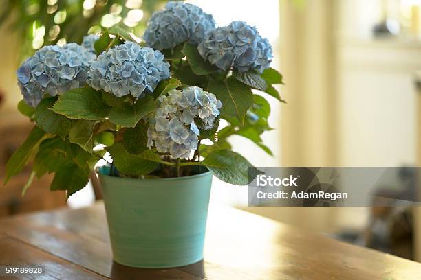 Blue Hydrangea Stock Photo - Download Image Now - Hydrangea, Flower Pot, Indoors