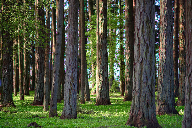 旧の森 - tree tree trunk forest glade ストックフォトと画像