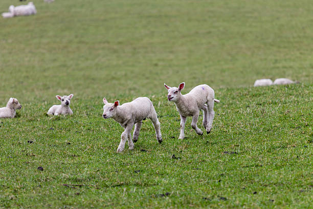 istock newborn lambs in filed 519190556