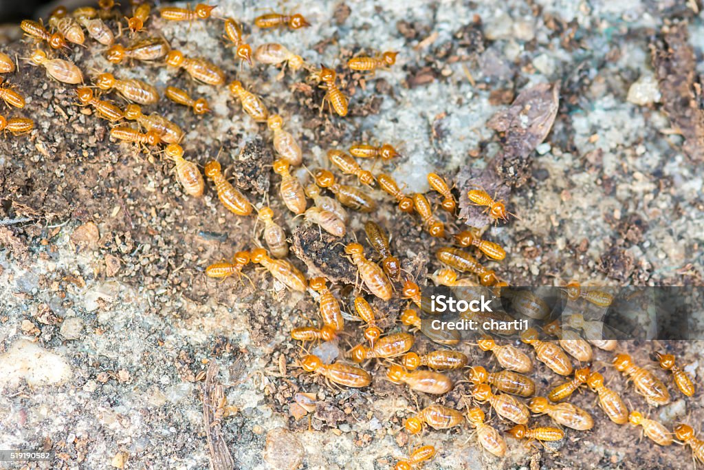 Moving Termite on decomposing wood Animal Stock Photo