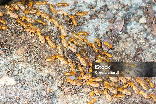 Moving Termite On Decomposing Wood Stock Photo - Download Image Now - Animal, Animal Nest, Armed Forces