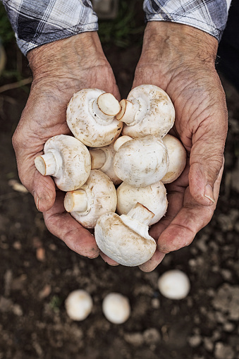 Close up of hands cupped holding white mushrooms.