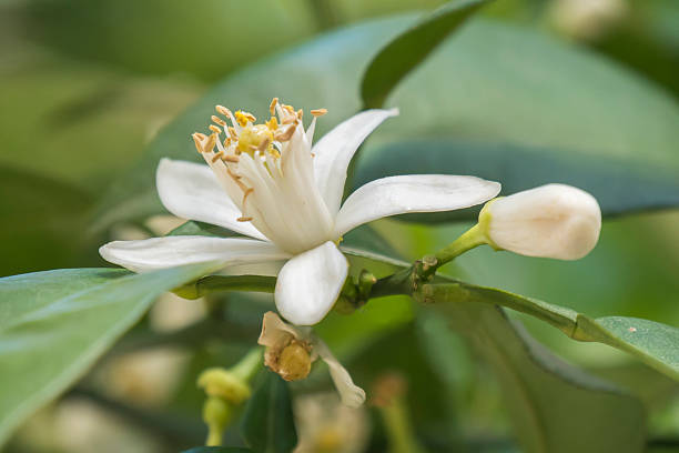 istock Orange blossom in spring, azahar flower 519191872