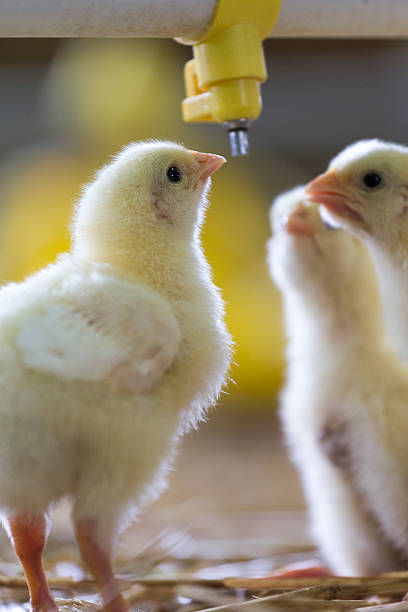 istock Baby chicken at the farm drinking water 519193758