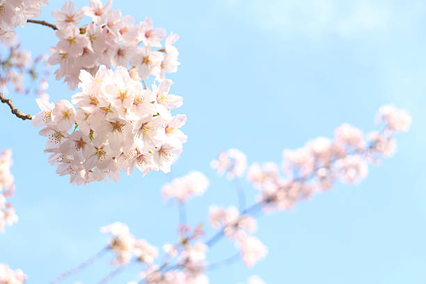 istock Japanese cherry blossom full bloom in blue sky 519193992