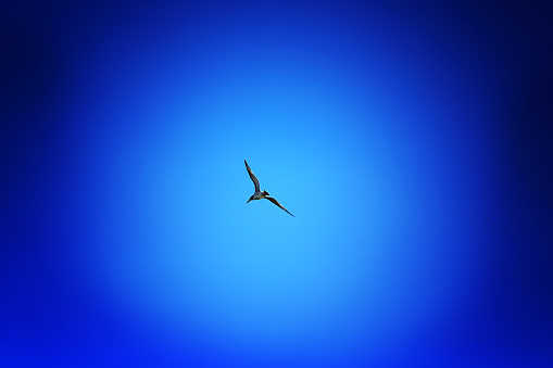 silhouette of a seagull in the sky