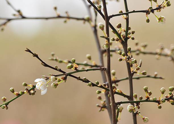 Spring stock photo