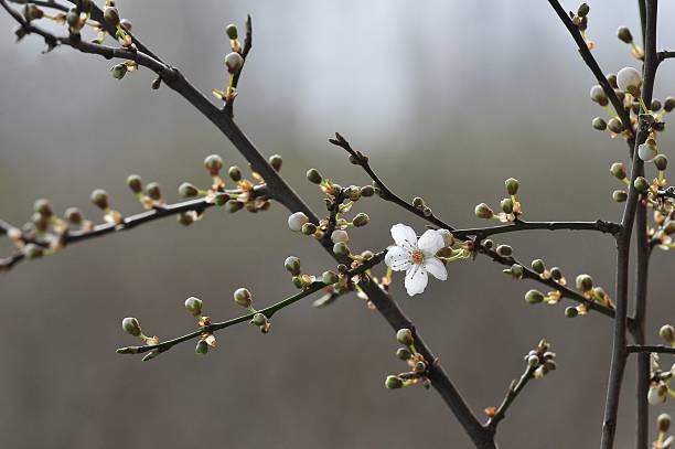 spring stock photo