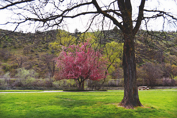 Flores de primavera tiempo - foto de stock