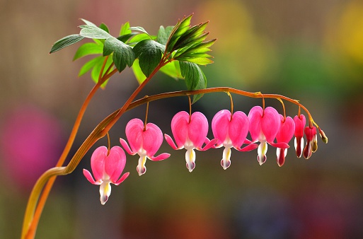 Bleeding heart