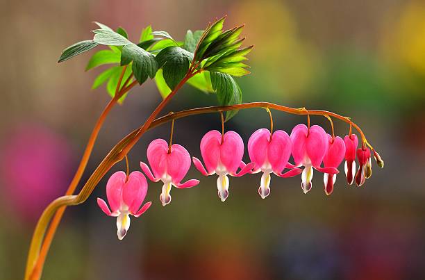 bleeding heart stock photo