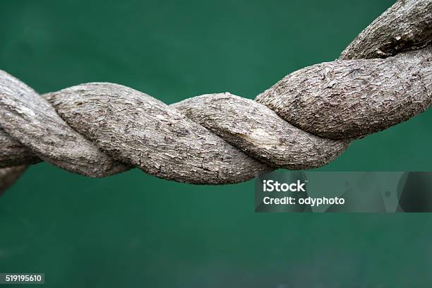 Twisted Rattan Trunks Stock Photo - Download Image Now - Bizarre, Botany, Bush