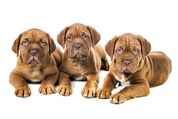 Few Weeks Old French Mastiff or Dogue de Bordeaux, Bordeauxdog three Baby Puppies how lying and looking at camera. Isolated on white.