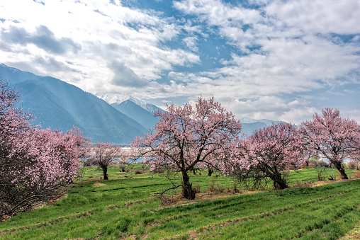 the wild tibetan peach blossoms with the snow mountain background in Linzhi, Tibet.