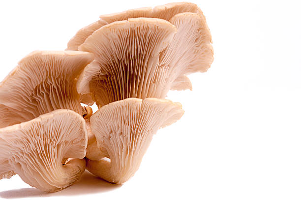 istock oyster mushroom on white background 519213214