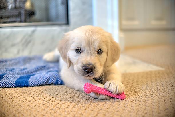 istock Girl and Her Bone 2 519213336