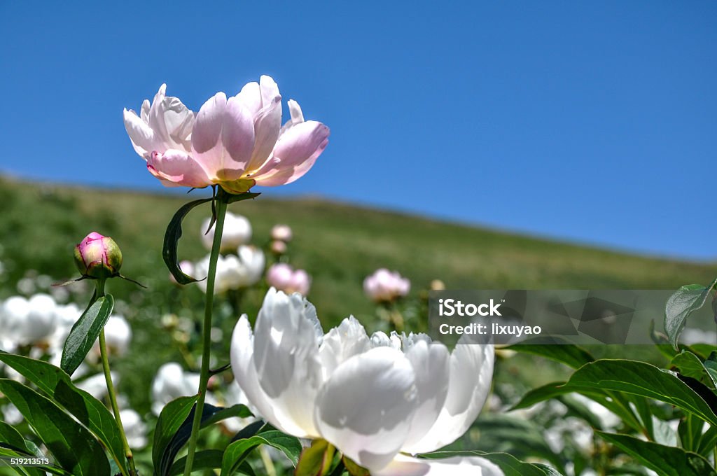 Spring Meadow with beautiful flowers, in springtime.  Agricultural Field Stock Photo
