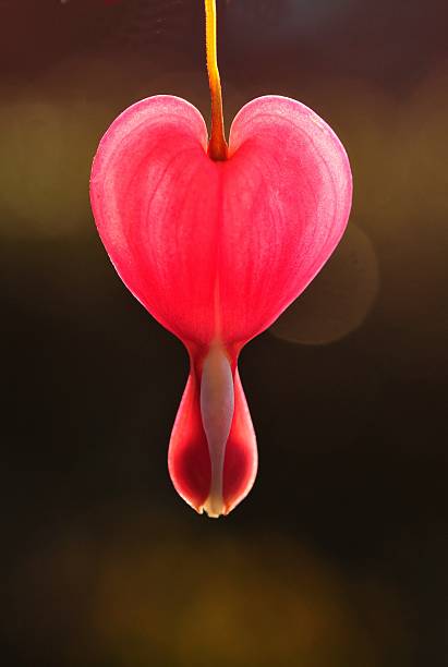 bleeding heart stock photo