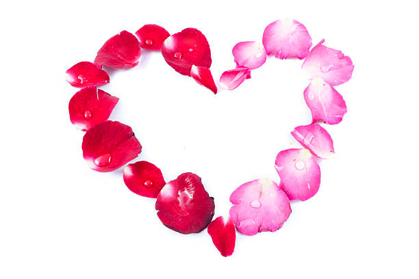 istock Rose petals Heart Shape isolated on white background 519214120