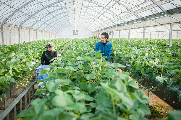 istock Farmers working in a greenhouse 519214284