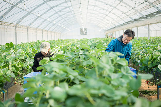 istock Farmers working in a greenhouse 519214322