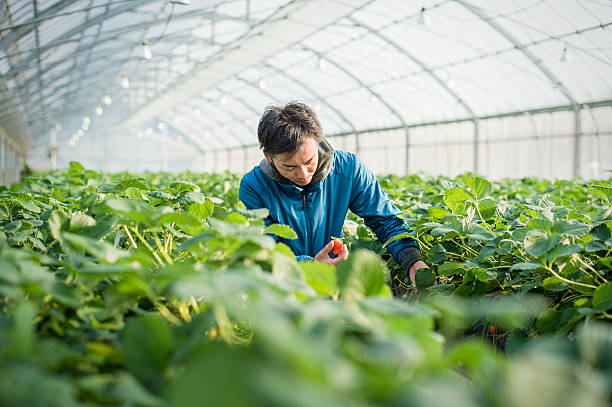 agricoltore raccolta di fragole - yagi foto e immagini stock