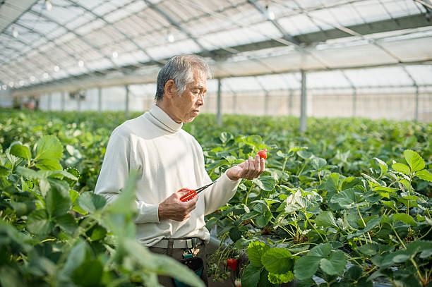 istock Senior farmer harvesting the strawberry 519214806