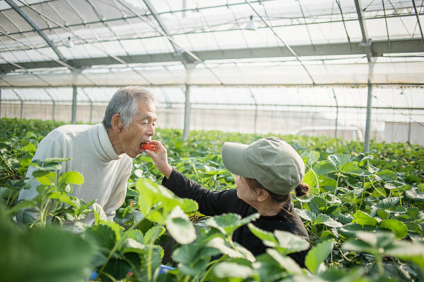 istock Senior farmers working in a greenhouse 519214850
