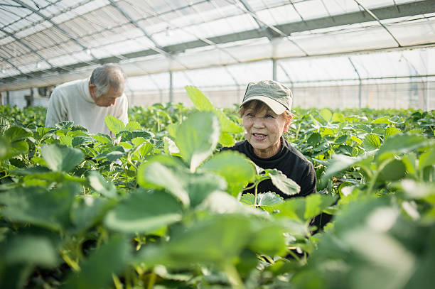istock Senior farmers working in a greenhouse 519214884