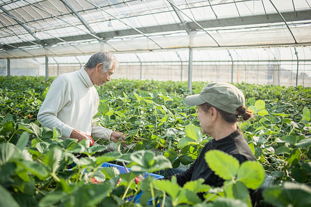 istock Senior farmers working in a greenhouse 519214914