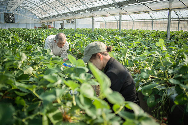 istock Senior farmers working in a greenhouse 519214930