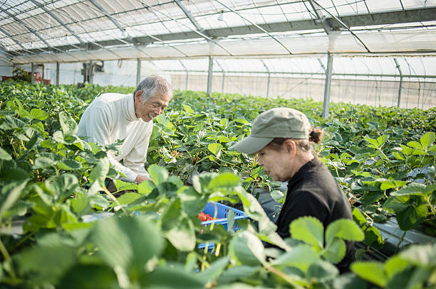 istock Senior farmers working in a greenhouse 519214982
