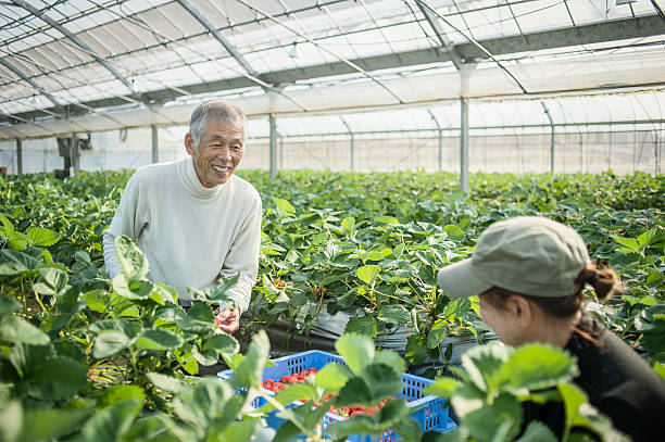 istock Senior farmers working in a greenhouse 519215010