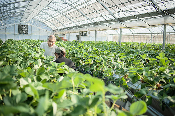 istock Senior farmers working in a greenhouse 519215034